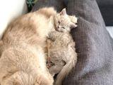 Gri British Shorthair Safkan