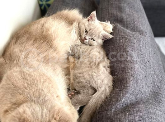 Gri British Shorthair Safkan görsel
