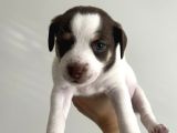 Jack Russell Orijinal Irk 30 Günlük Bebek