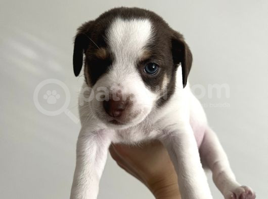 Jack Russell Orijinal Irk 30 Günlük Bebek görsel