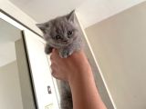 Gri British Shorthair Safkan