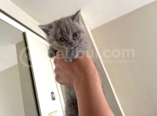 Gri British Shorthair Safkan görsel