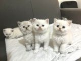 Harika Scottish Fold Ve British Yavrularım