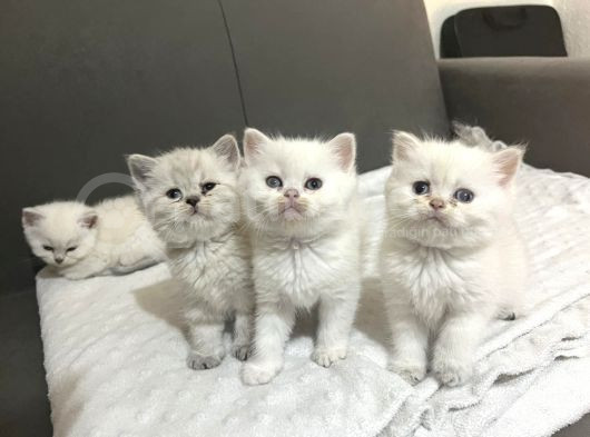 Harika Scottish Fold Ve British Yavrularım görsel