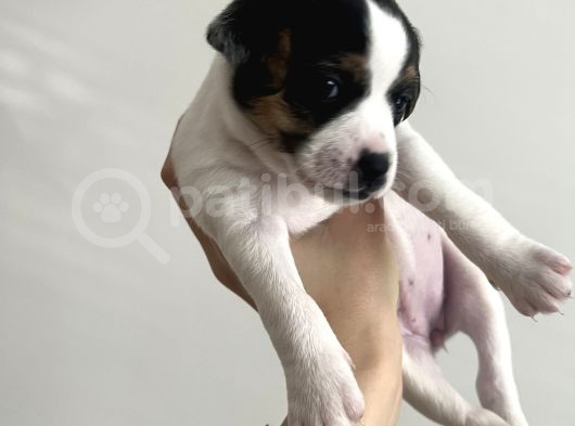 Jack Russell Orijinal Irk 30 Günlük Bebek görsel