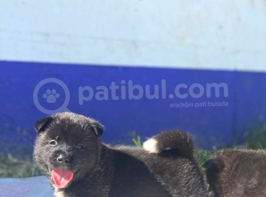 Ön Rezerveye Açık Dev Adayı Akita Bebekler görsel