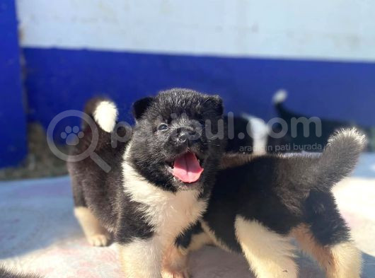 Ön Rezerveye Açık Dev Adayı Akita Bebekler görsel