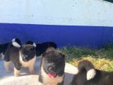 Ön Rezerveye Açık Dev Adayı Akita Bebekler