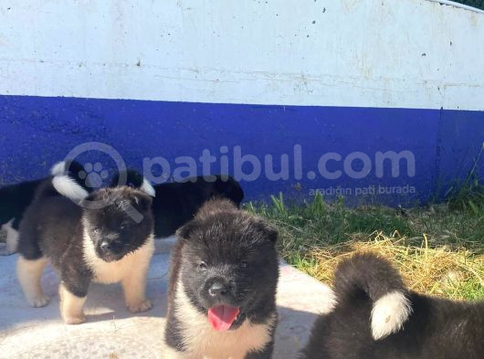 Ön Rezerveye Açık Dev Adayı Akita Bebekler görsel