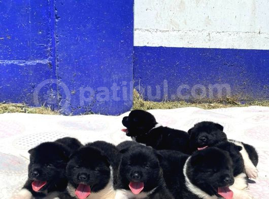 Ön Rezerveye Açık Dev Adayı Akita Bebekler