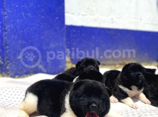 Ön Rezerveye Açık Dev Adayı Akita Bebekler görsel