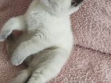 Blue Poi̇nt Oyuncu Oğlumuz