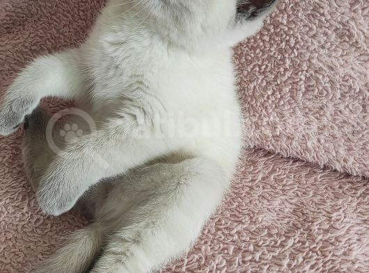 Blue Poi̇nt Oyuncu Oğlumuz görsel