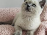 Blue Poi̇nt Oyuncu Oğlumuz
