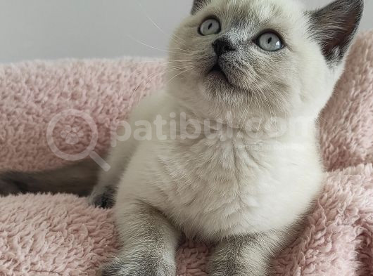 Blue Poi̇nt Oyuncu Oğlumuz görsel