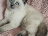 Blue Poi̇nt Oyuncu Oğlumuz