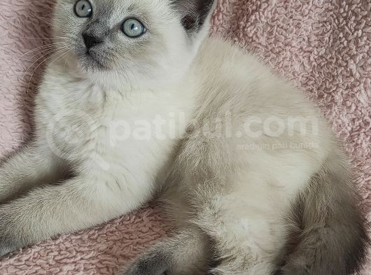 Blue Poi̇nt Oyuncu Oğlumuz görsel