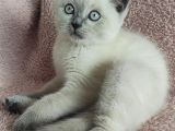 Blue Poi̇nt Oyuncu Oğlumuz