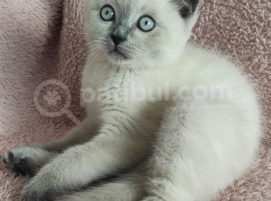 Blue Poi̇nt Oyuncu Oğlumuz görsel