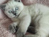 BLUE POİNT OYUNCU OĞLUMUZ