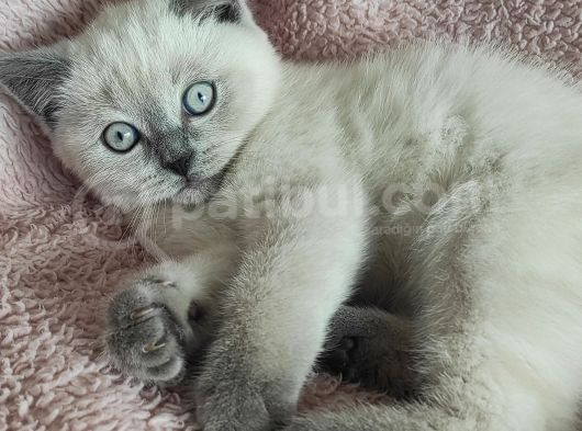 Blue Poi̇nt Oyuncu Oğlumuz