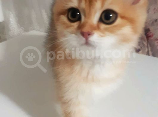 Bri̇ti̇sh Tirtillarima Yuva görsel