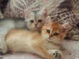 Bri̇ti̇sh Tirtillarima Yuva