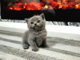Harika Scottish Fold Ve British Yavrularım