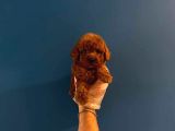 Teacup Redbrown Toy Poodle Yavrularimiz