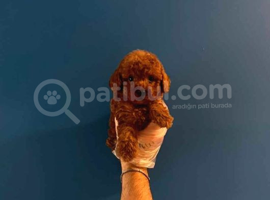Teacup Redbrown Toy Poodle Yavrularimiz görsel