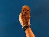 Teacup Redbrown Toy Poodle Yavrularimiz