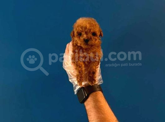 Teacup Redbrown Toy Poodle Yavrularimiz görsel
