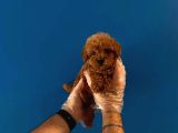 TEACUP REDBROWN TOY POODLE YAVRULARIMIZ