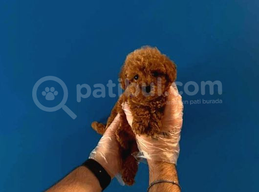 Teacup Redbrown Toy Poodle Yavrularimiz