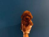 Teacup Redbrown Toy Poodle Yavrularimiz