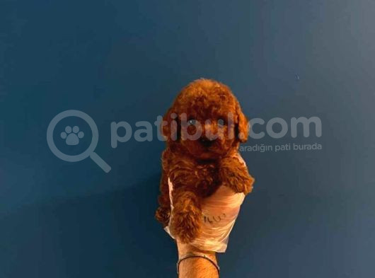 Teacup Redbrown Toy Poodle Yavrularimiz görsel