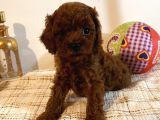 Kore Poodle Yavruları
