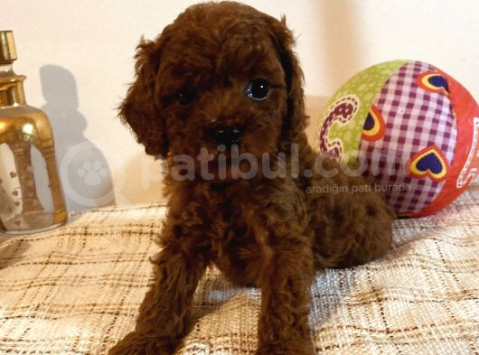 Kore Poodle Yavruları