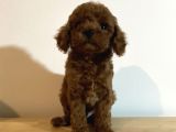 Kore Poodle Yavruları