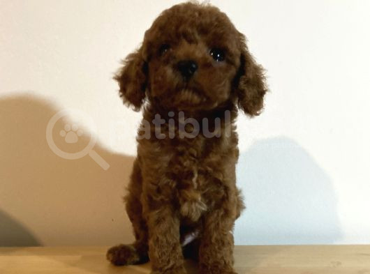 Kore Poodle Yavruları görsel