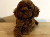 Kore Poodle Yavruları