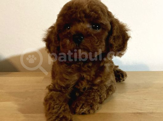 Kore Poodle Yavruları görsel