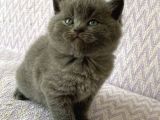 Malzeme Hediyeli British Shorthair Yavrular 