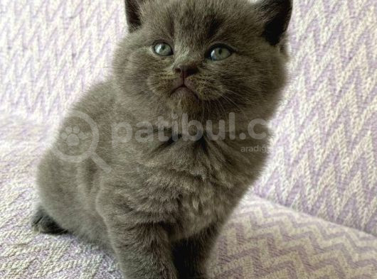 Malzeme Hediyeli British Shorthair Yavrular  görsel
