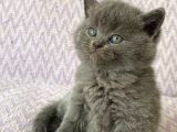 Malzeme hediyeli british shorthair yavrular 