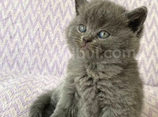 Malzeme Hediyeli British Shorthair Yavrular 