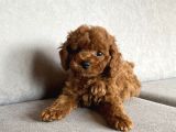 Kore Poodle Yavruları