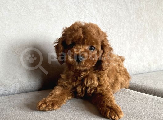 Kore Poodle Yavruları görsel
