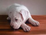 A Kalite Dogo Argentino Yavrularimiz