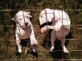 A Kalite Dogo Argentino Yavrularimiz